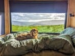Dog friendly Dog friendly